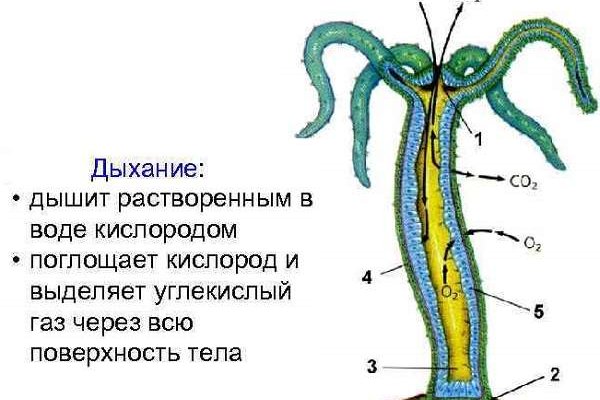 Блакед сом blacksprut adress com